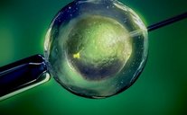 试管婴儿会发生胎停吗？应该如何预防试管婴儿胎停？